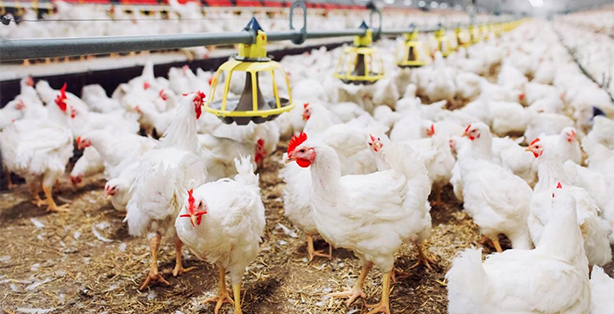 How to choose a fan for poultry house