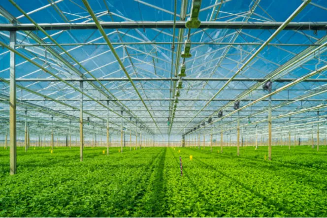 Greenhouse
