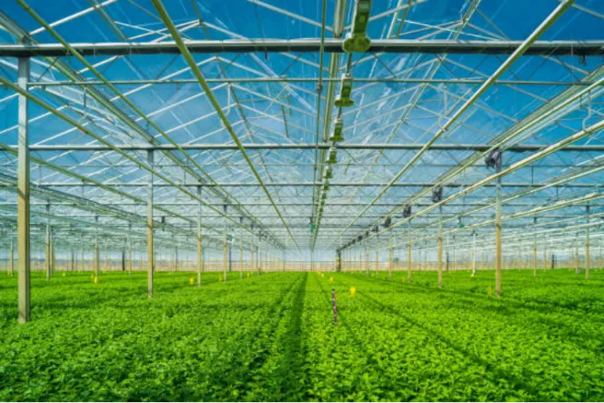 Greenhouse Fan in the United States: Tips from a Specialist