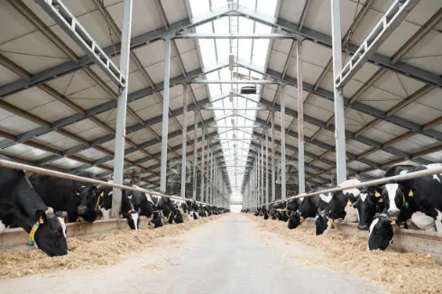 The Effect of Heat Stress on Dairy Cattles
