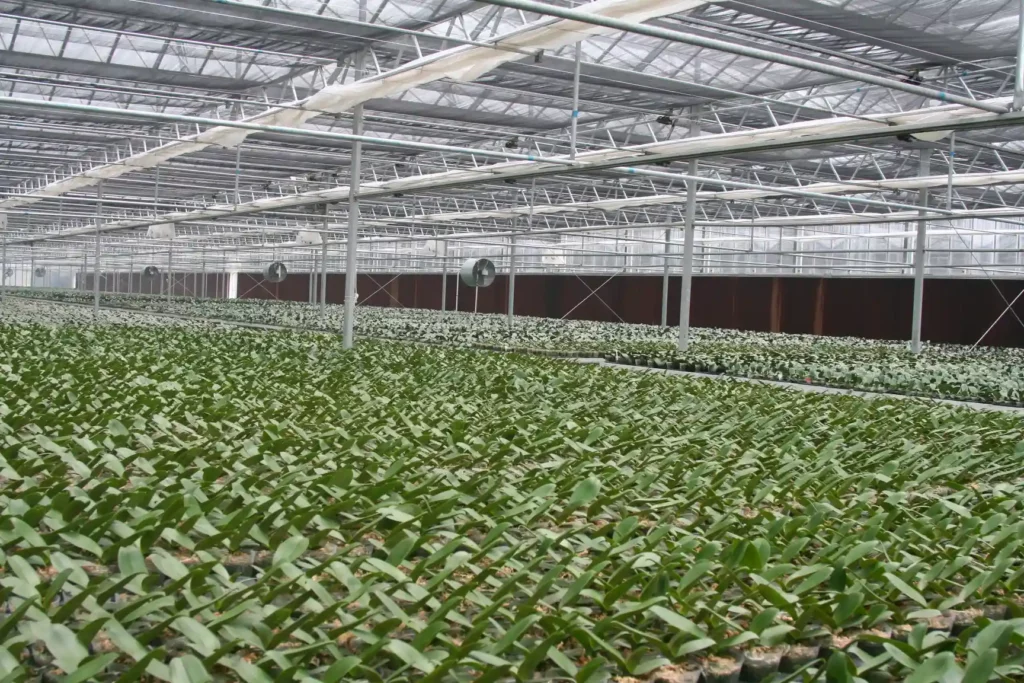 Cooling pad in greenhouse