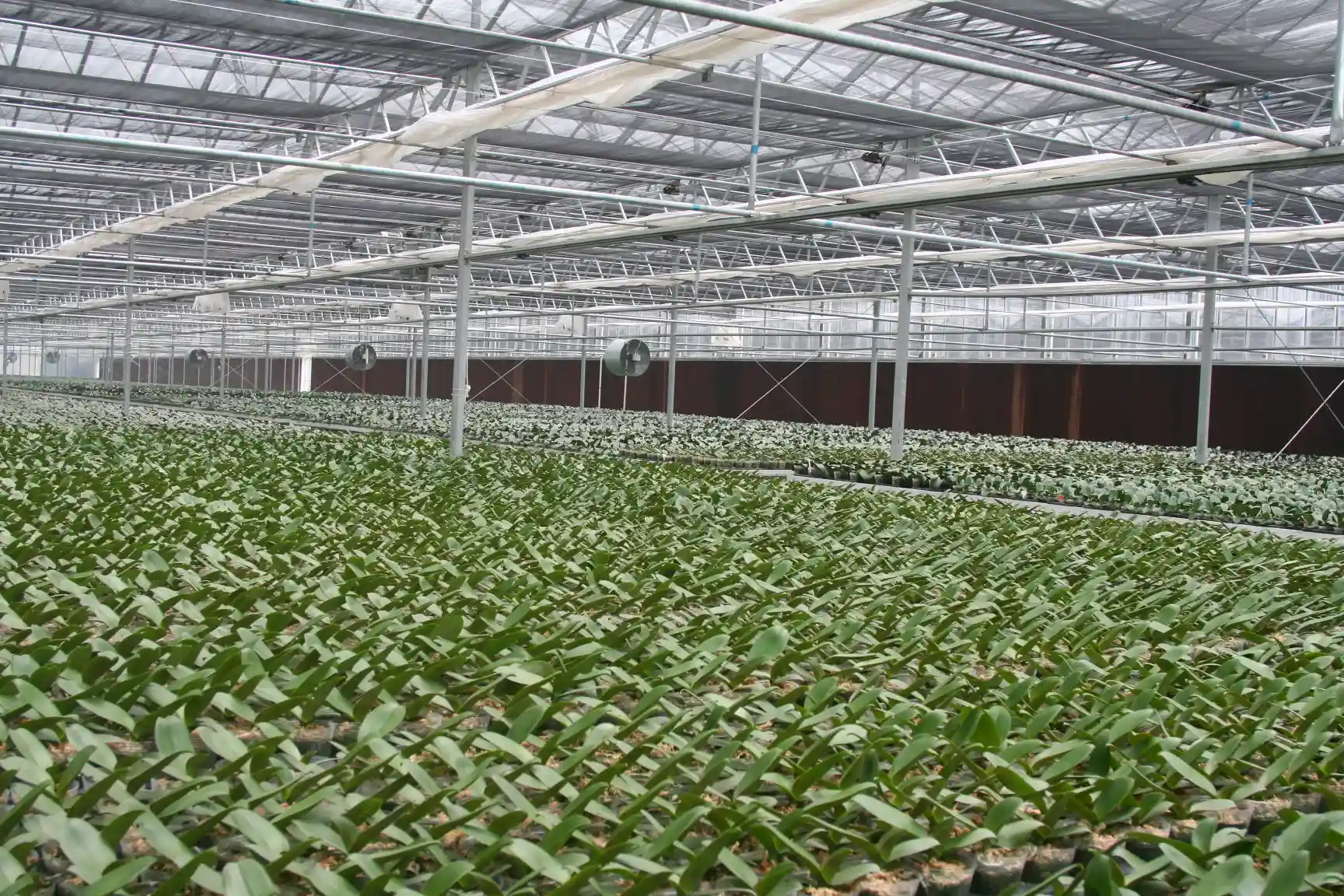 High Quality Greenhouse Cooling Pads for Better Plant Growth