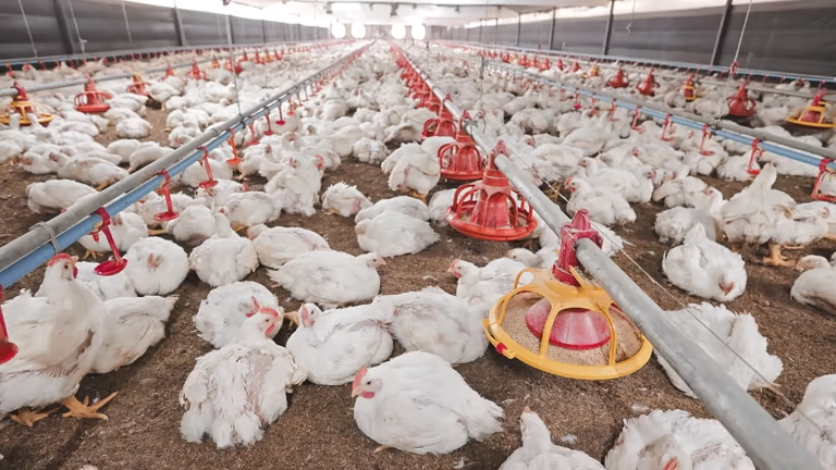 Bird Health and Welfare in Poultry Barns