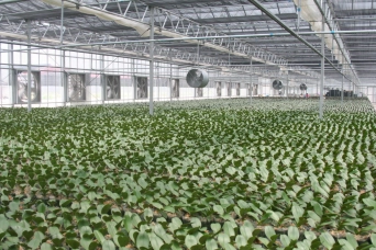Fans in a Greenhouse