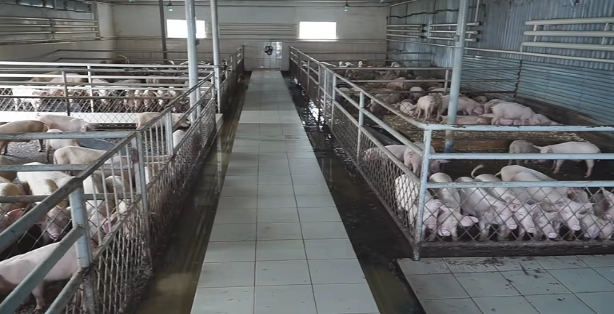 The Pros and Cons of Central Exhaust Systems in Pig Barns