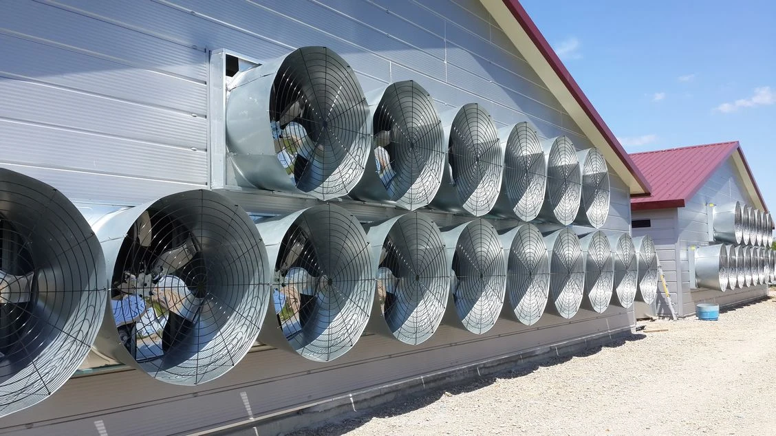 Système de ventilation tunnel pour poulailler avec ventilateurs et panneaux de refroidissement